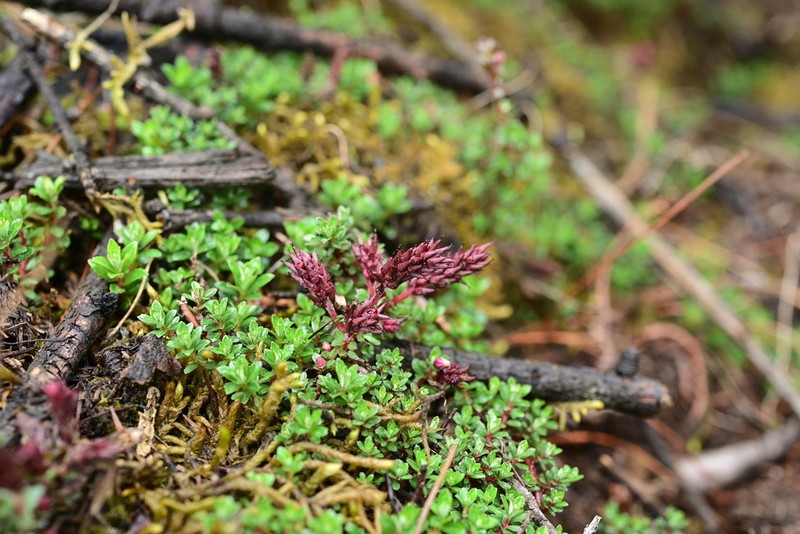 Salix fruticulosa photo 5