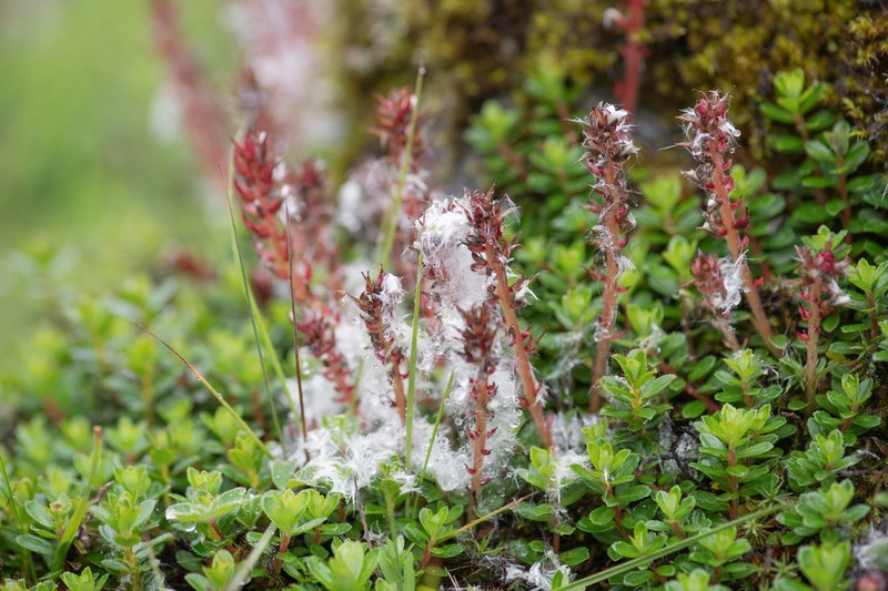Salix fruticulosa photo 6