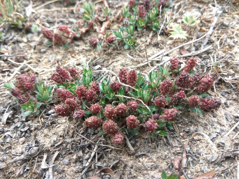 Salix fruticulosa photo 7