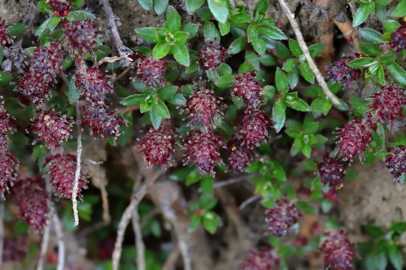 Salix fruticulosa photo 8