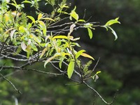 Salix fulvopubescens