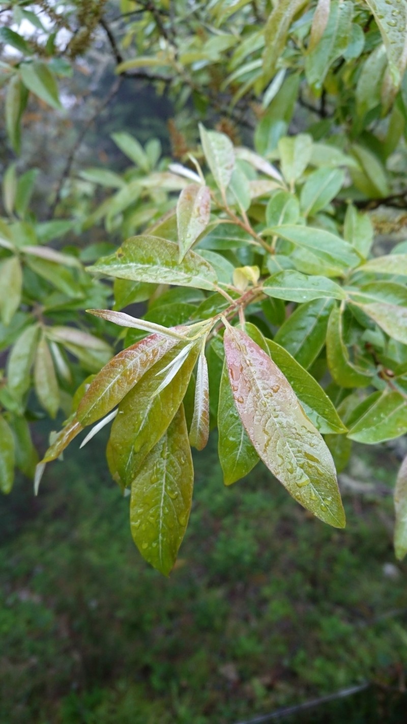 Salix fulvopubescens photo 2
