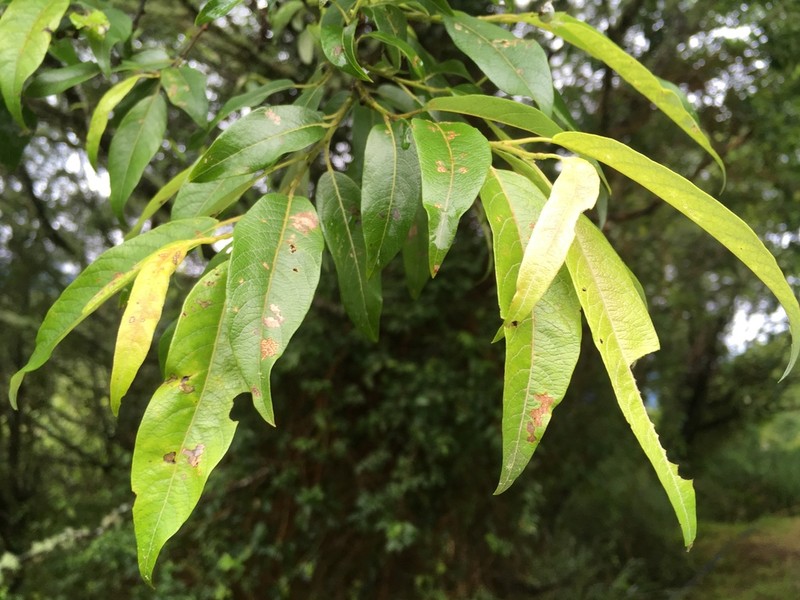 Salix fulvopubescens photo 3