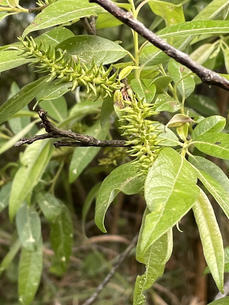 Salix fulvopubescens photo 4