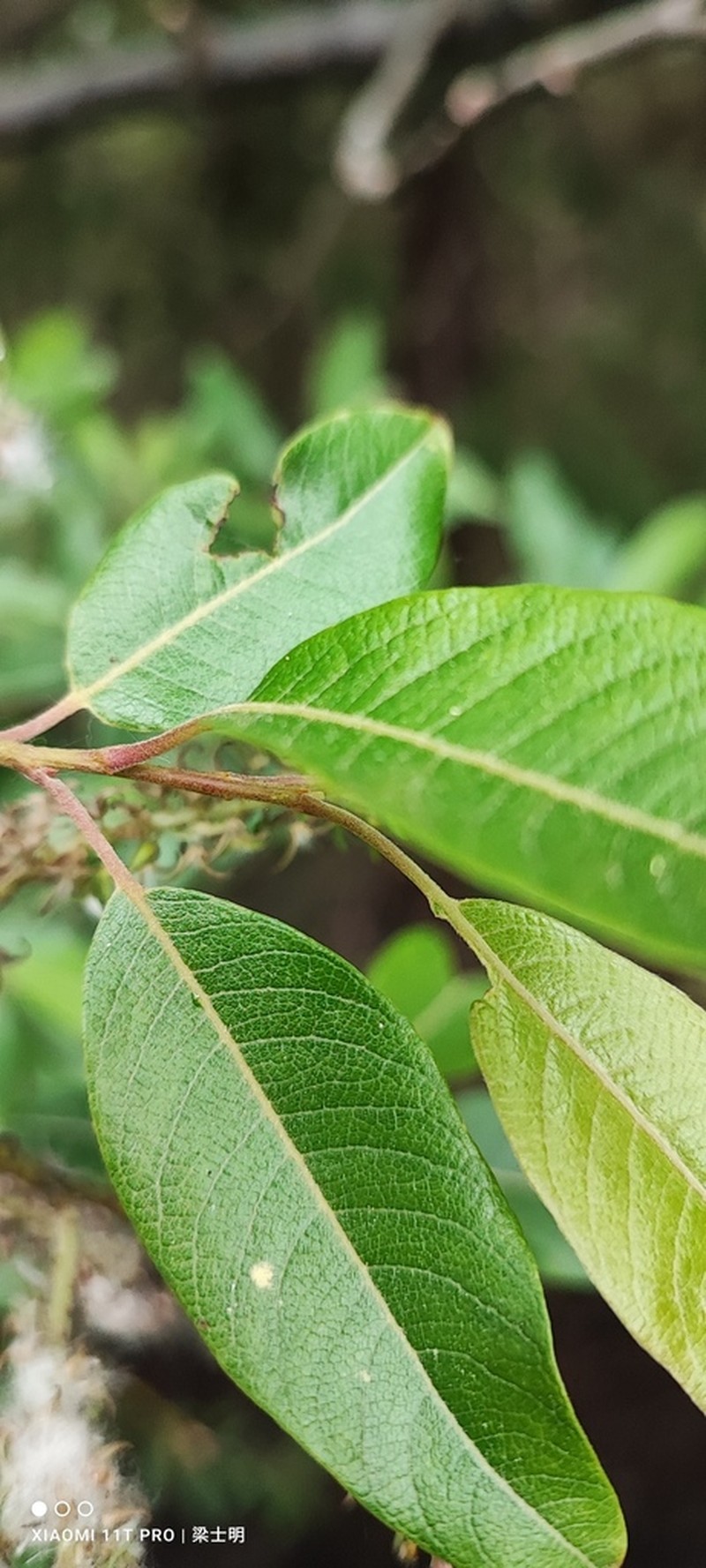 Salix fulvopubescens photo 5