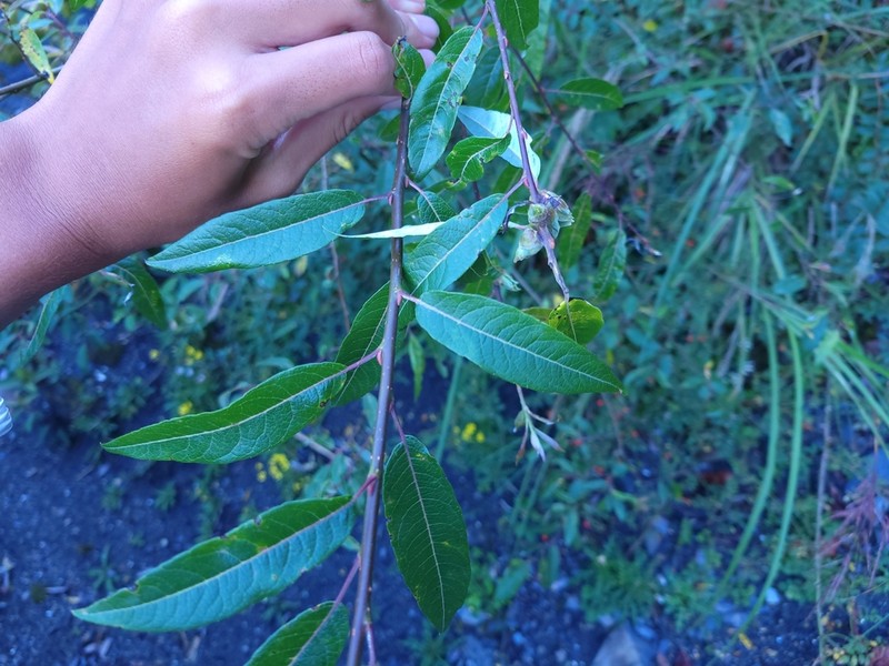 Salix fulvopubescens photo 6