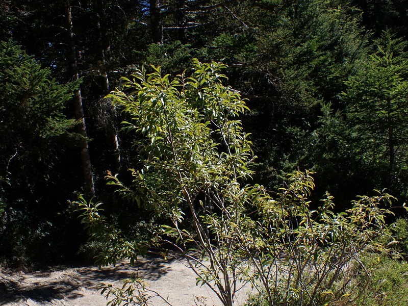 Salix fulvopubescens photo 7
