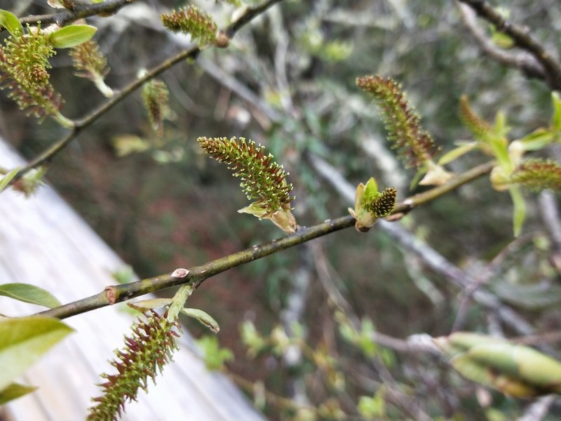 Salix fulvopubescens photo 8
