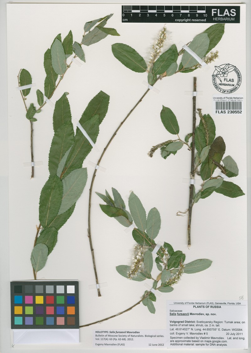 Salix fursaevii