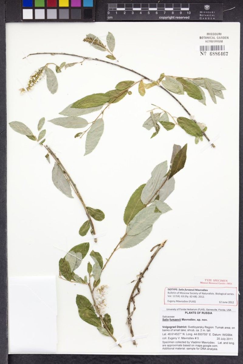 Salix fursaevii photo 2