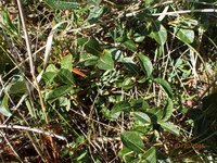 Alaska Bog Willow