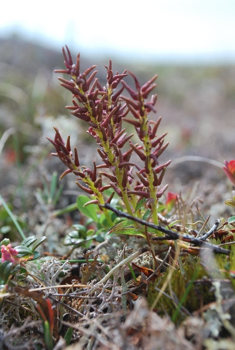 Alaska Bog Willow photo 2