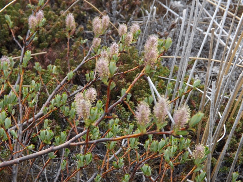 Alaska Bog Willow photo 3