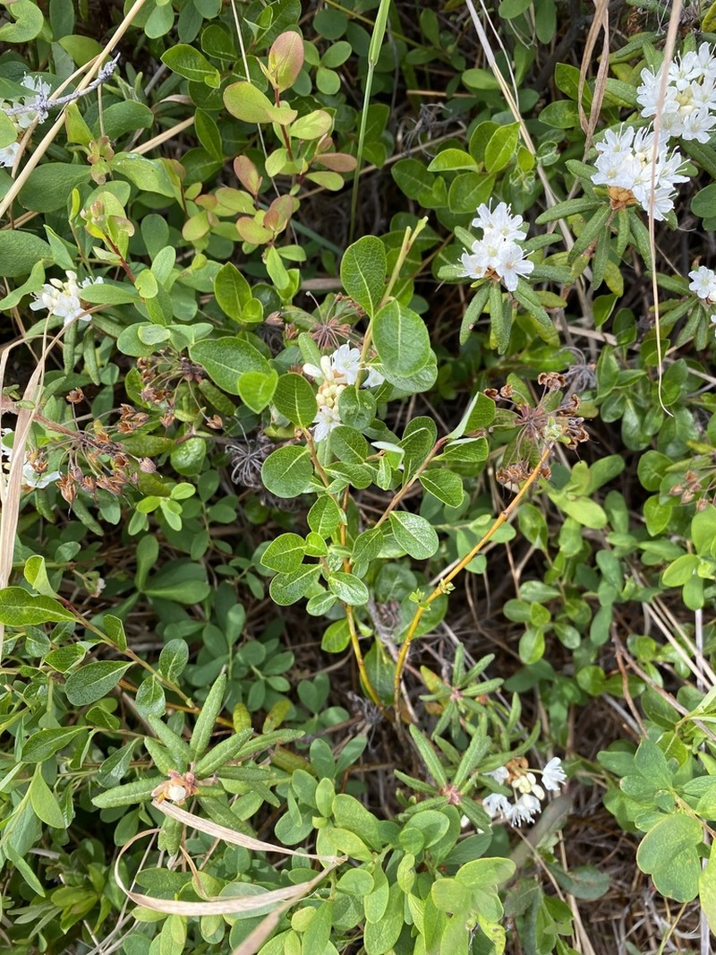 Alaska Bog Willow photo 5