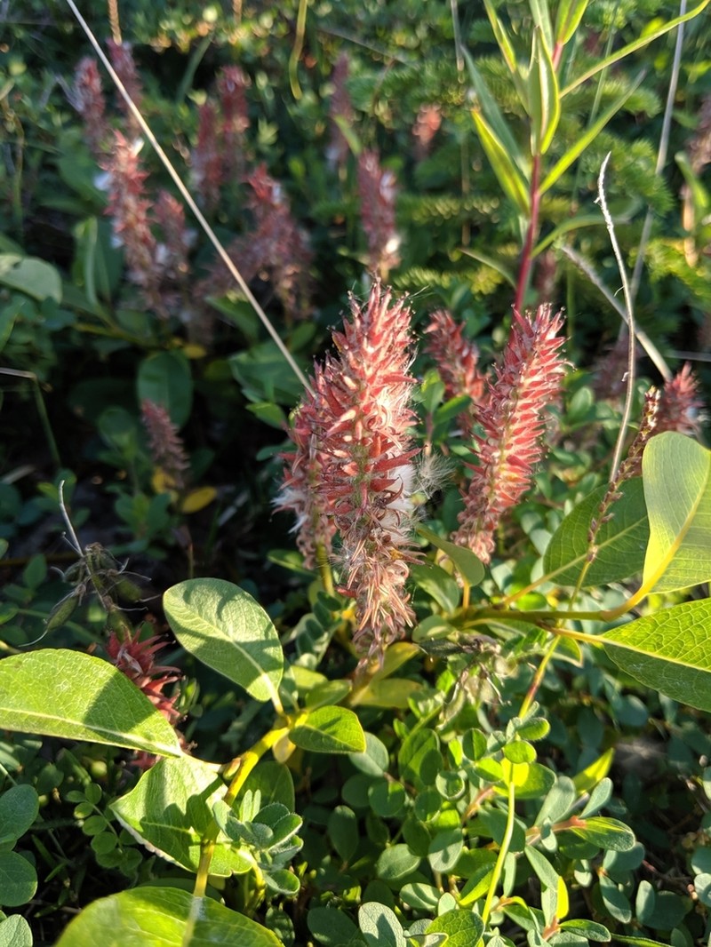 Alaska Bog Willow photo 6