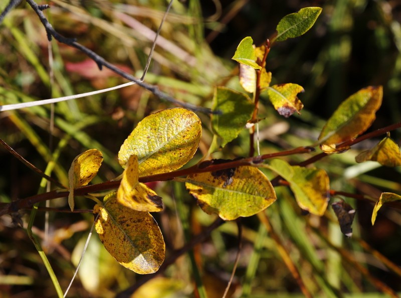 Alaska Bog Willow photo 7