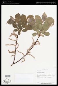 Salix futura