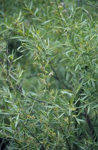 Geyer Willow