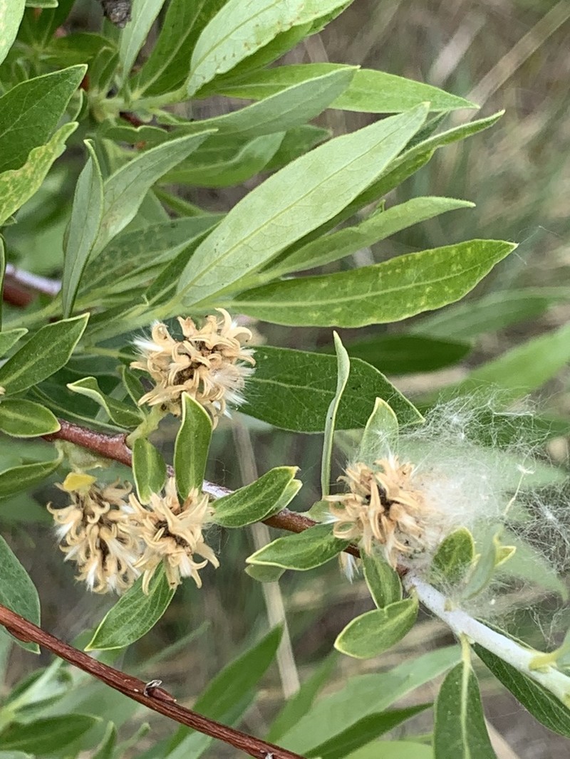 Geyer Willow photo 2