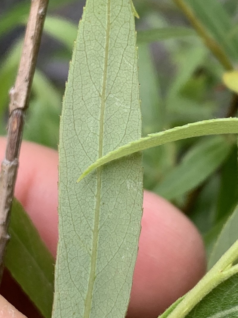 Geyer Willow photo 3