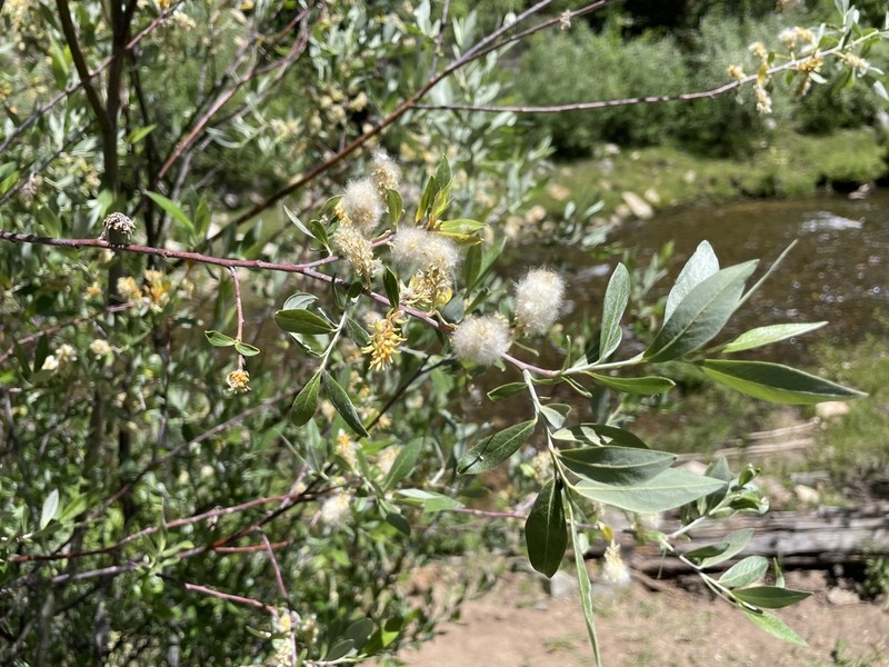 Geyer Willow photo 4