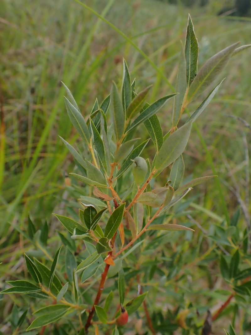 Geyer Willow photo 5