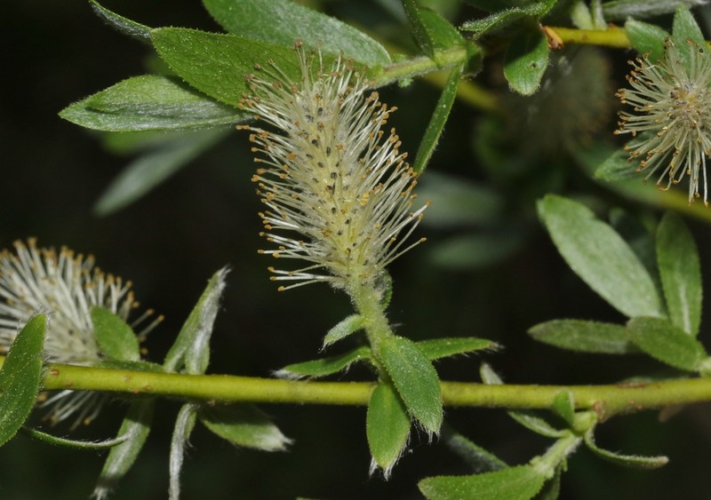 Geyer Willow photo 6