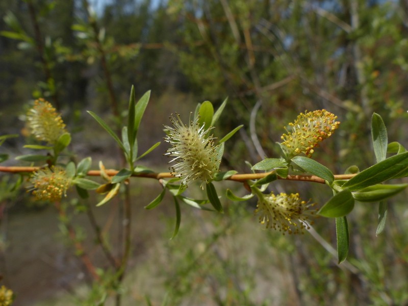 Geyer Willow photo 7