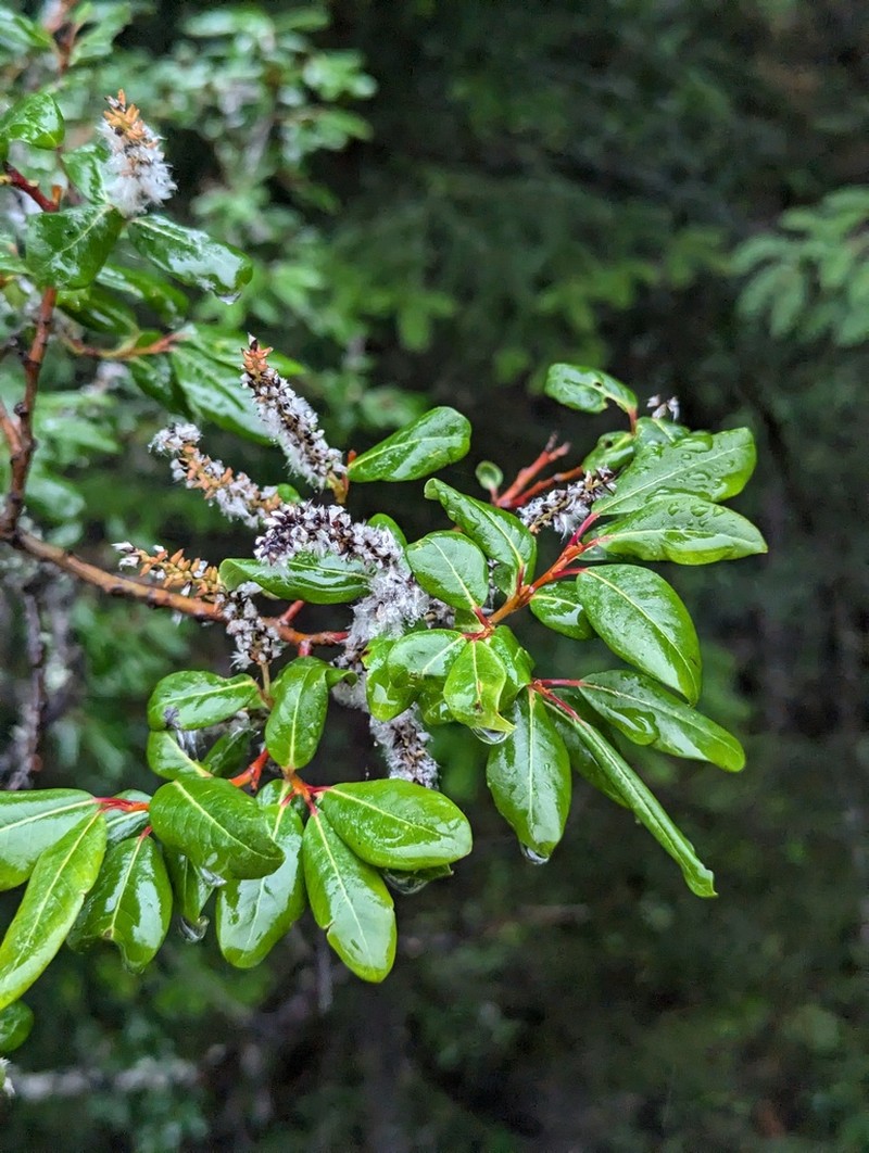 Salix gilashanica