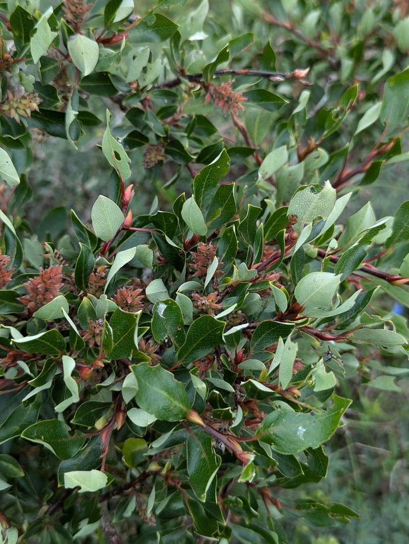 Salix gilashanica photo 2