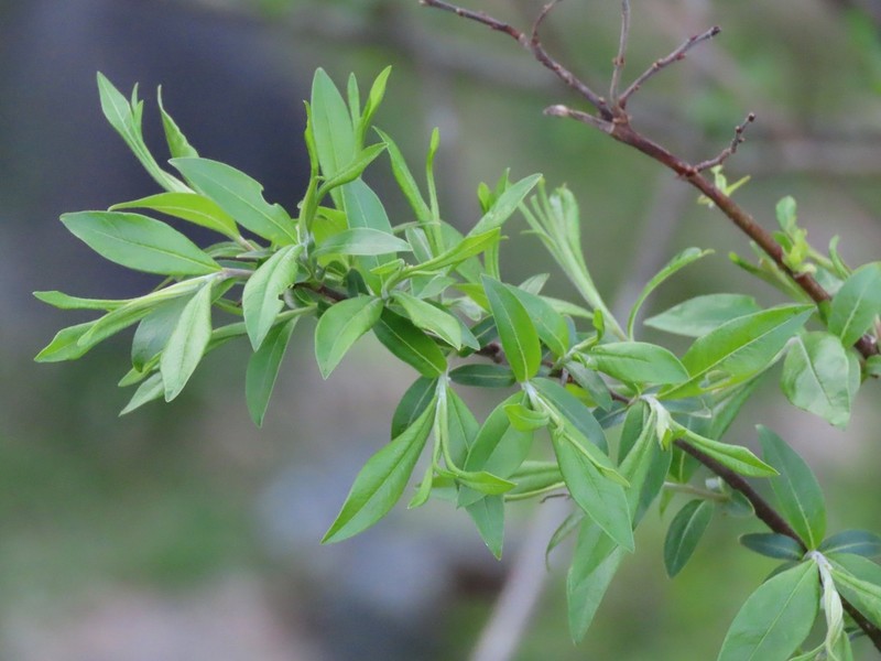 Willow photo 2