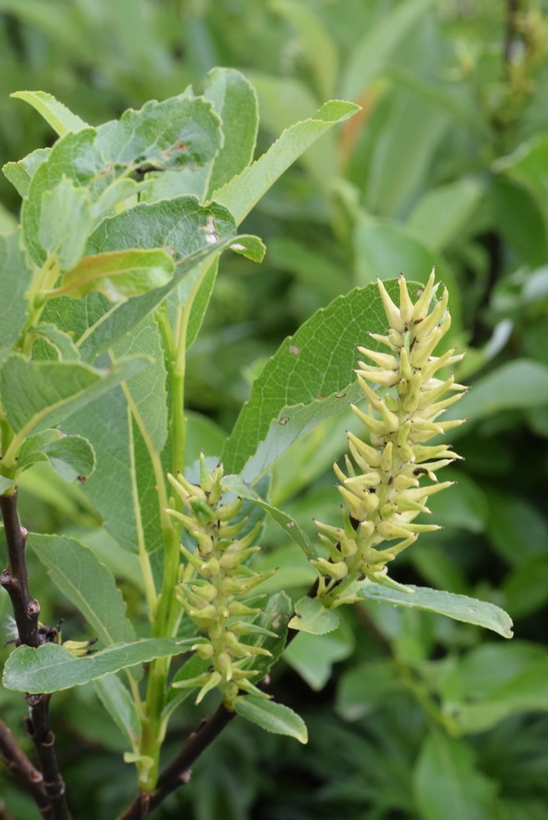 Sali glabra photo 2