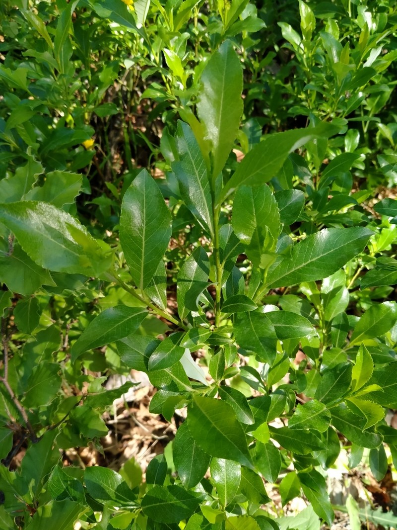 Sali glabra photo 4