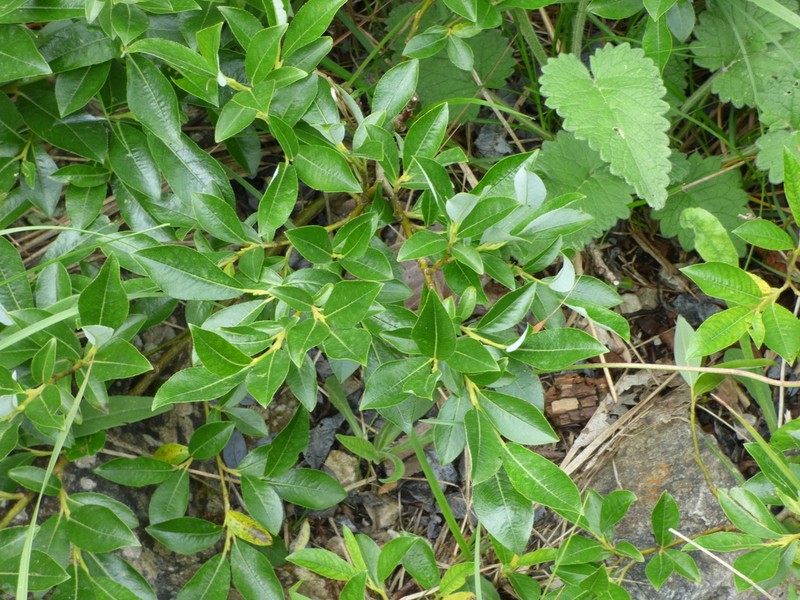 Sali glabra photo 5