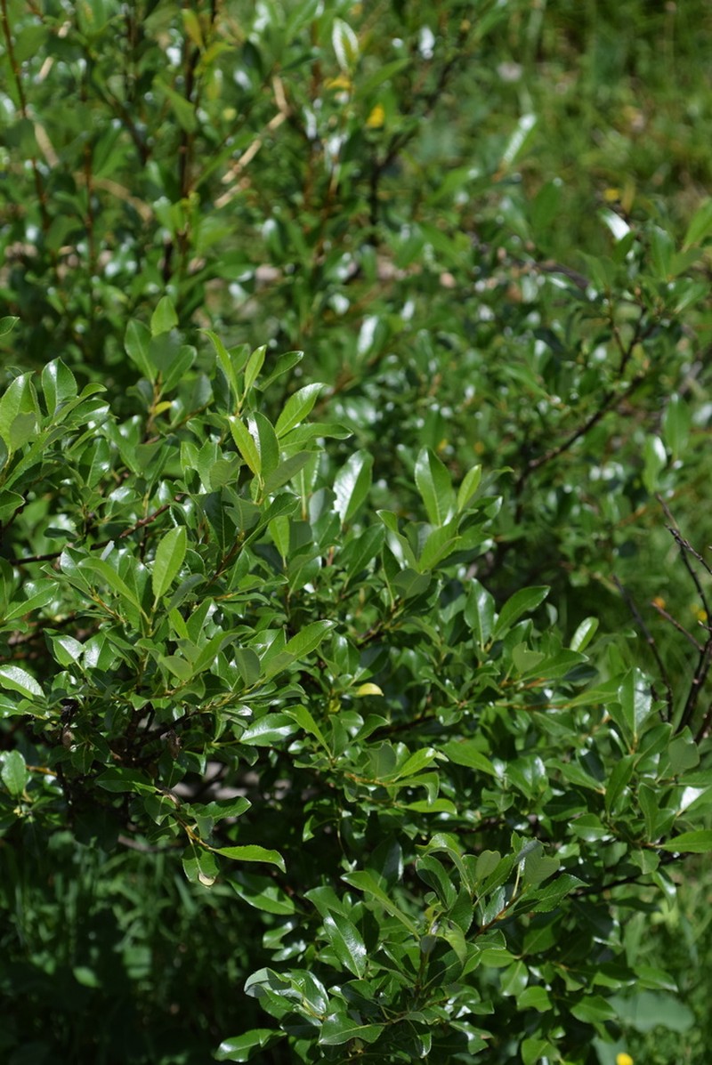 Sali glabra photo 7