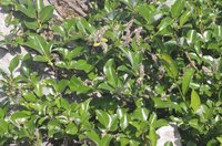 Sali glabra