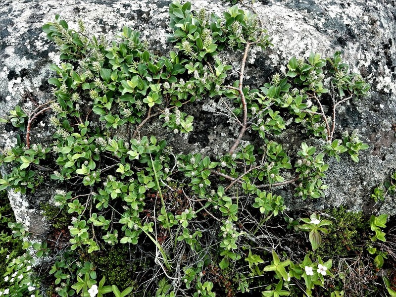 Grayleaf Willow photo 3