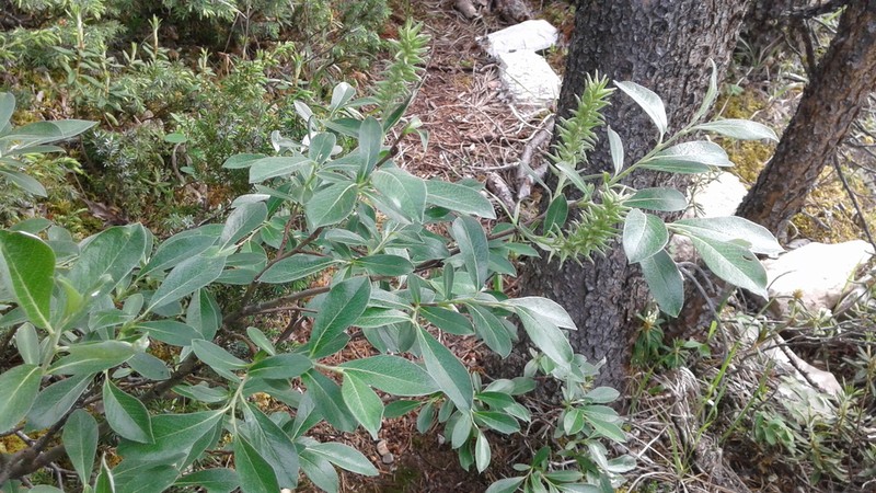Grayleaf Willow photo 4