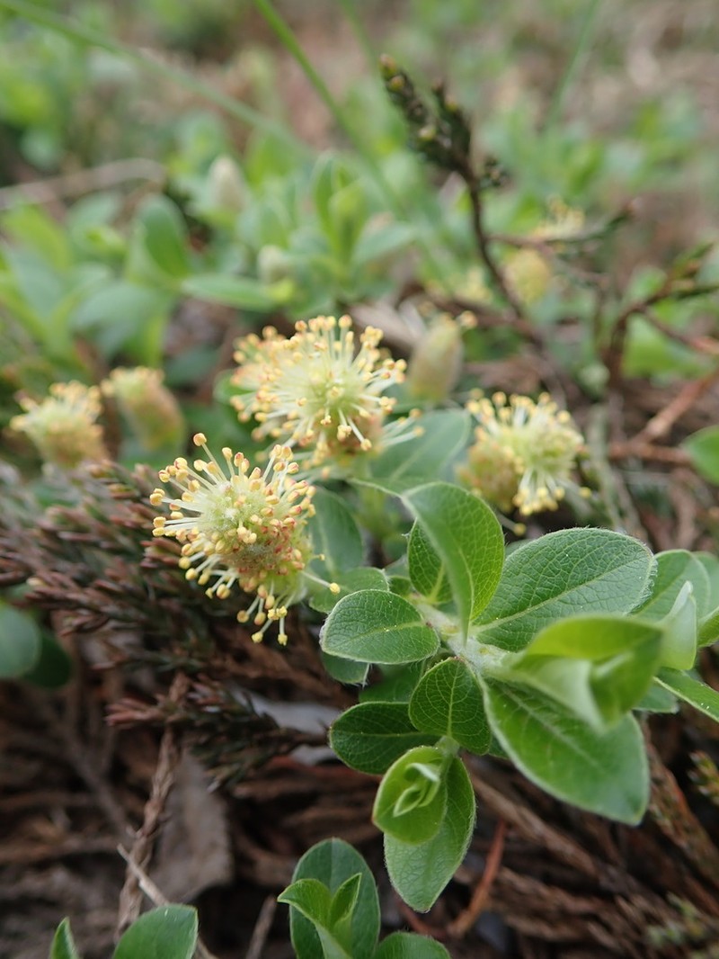 Grayleaf Willow photo 5