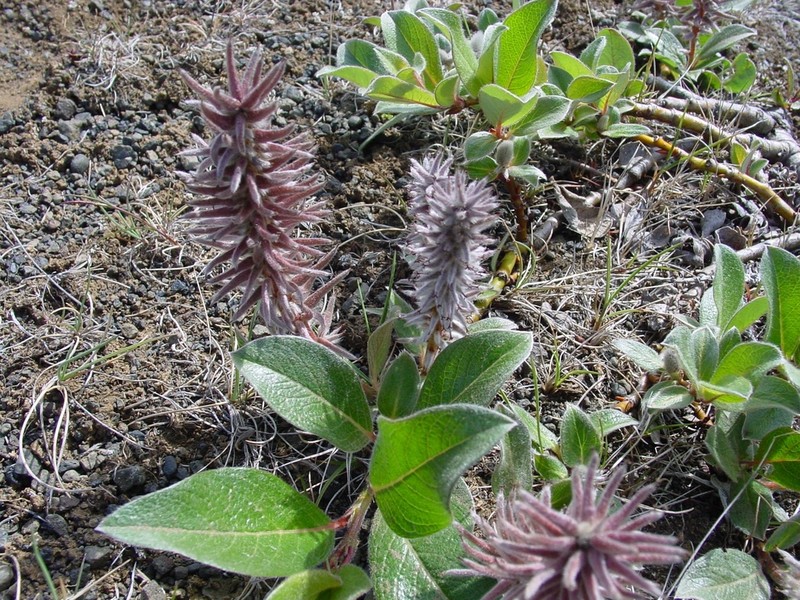Grayleaf Willow photo 6