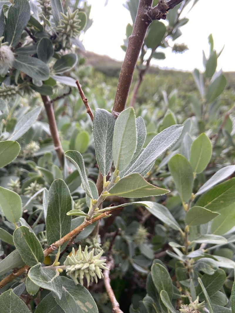 Grayleaf Willow photo 7