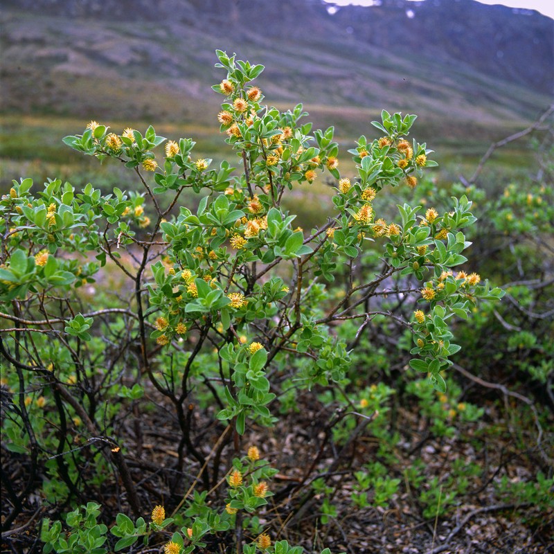 Grayleaf Willow photo 8