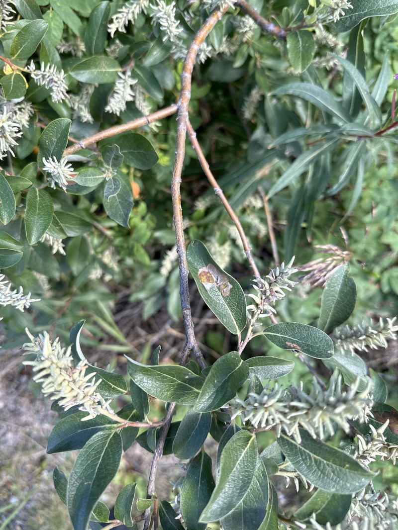 Salix glauca var. acutifolia