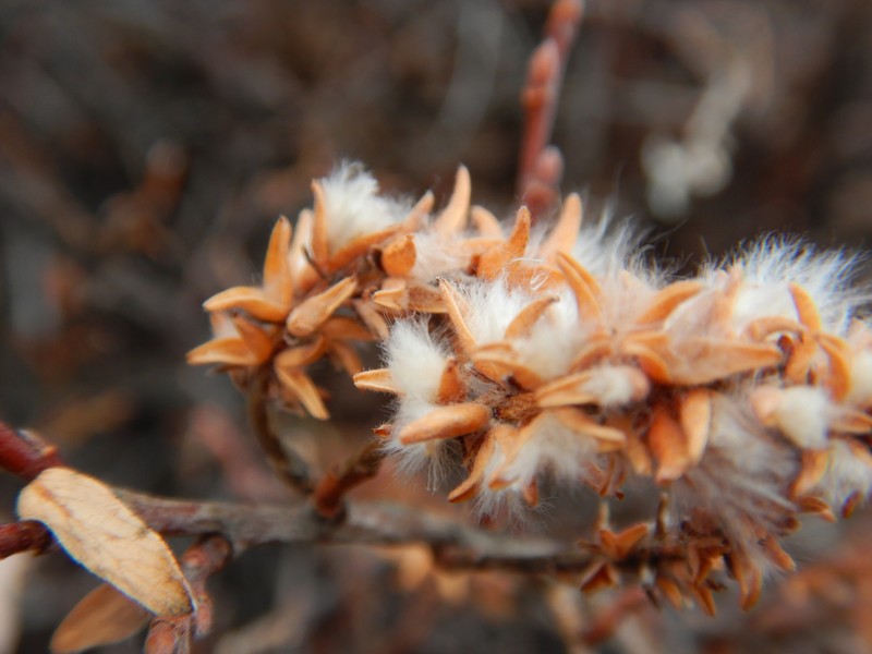 Salix glauca var. acutifolia photo 2