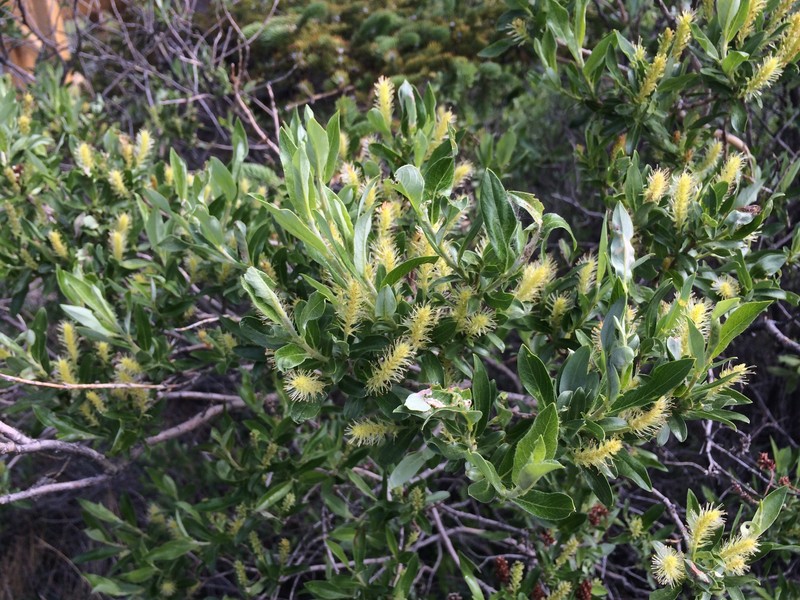 Salix glauca var. acutifolia photo 3