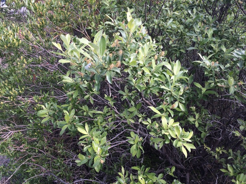 Salix glauca var. acutifolia photo 4