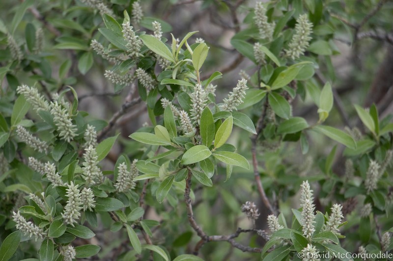 Salix glauca var. acutifolia photo 5
