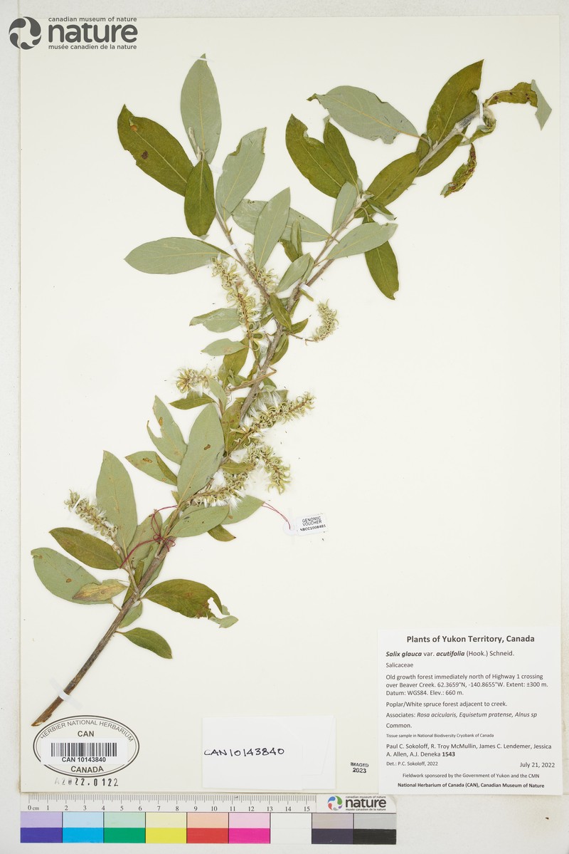Salix glauca var. acutifolia photo 6