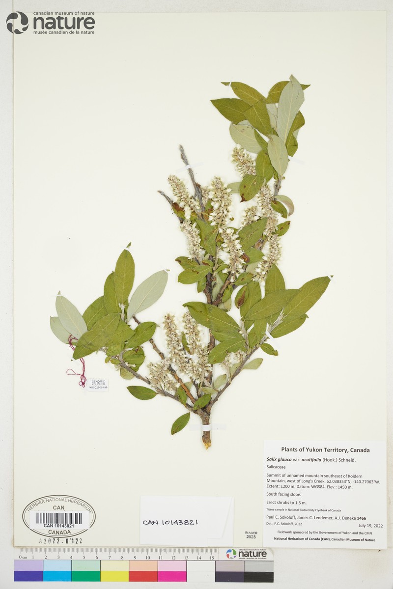 Salix glauca var. acutifolia photo 7