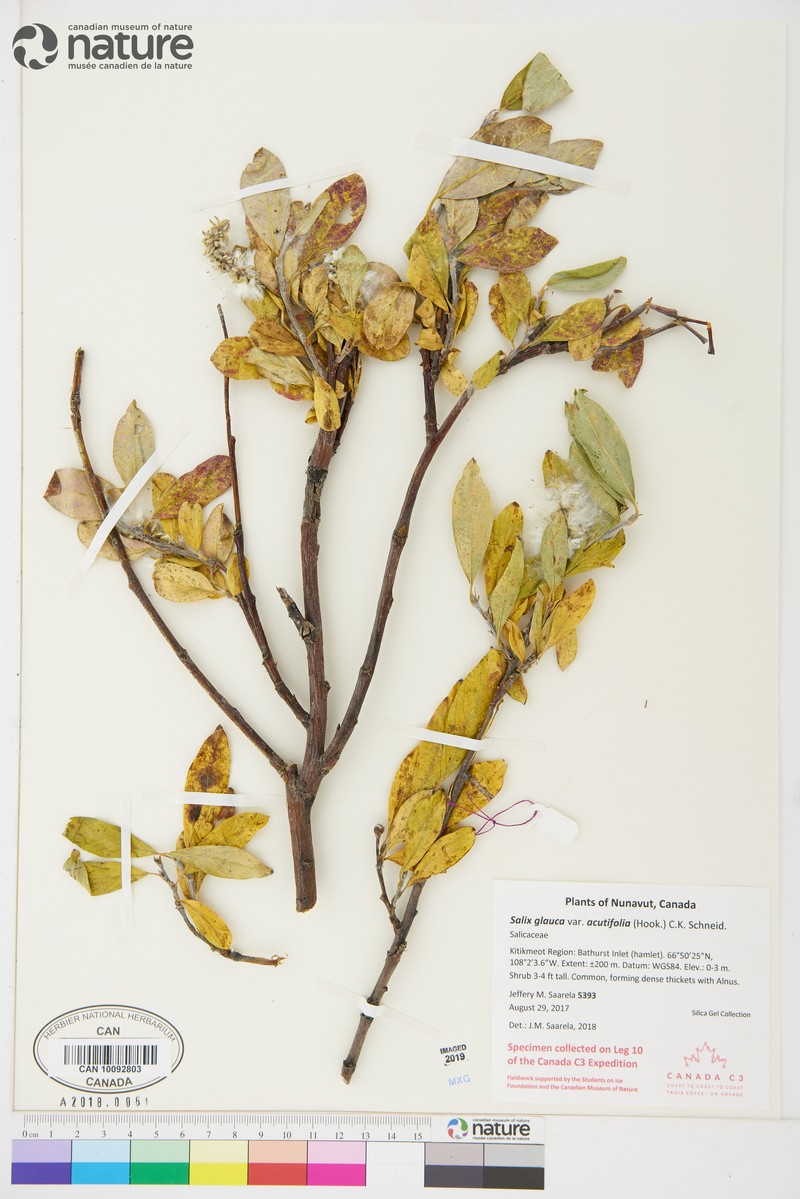 Salix glauca var. acutifolia photo 8